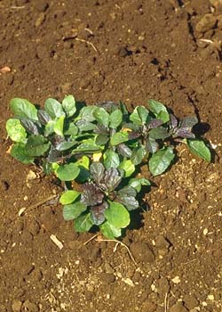 ベストホーム 岡山 人気の植木 シェードガーデン 日陰に強い植物 宿根草 アジュカ